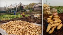 Всички са изненадани, че садим картофи през август: Когато видят реколтата след 60 дни, и те правят като нас! Винаги отличен резултат: